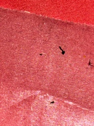 Carpet Beetle (likely Black Carpet Beetle)