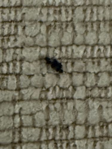 Fungus Gnat (likely larvae)