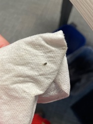 Carpet Beetle (likely Varied Carpet Beetle or Black Carpet Beetle)