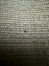 Carpet Beetle (larva or adult)