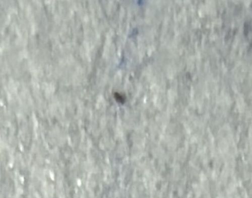Unidentifiable insect/speck (likely Carpet Beetle Larva or Booklouse)
