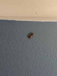Cockroach