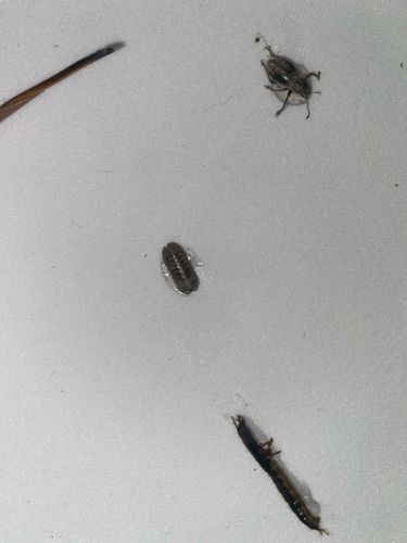 Flat-headed Mayfly Nymph (top right), Aquatic Sowbug (middle), Caddisfly Larva (bottom)