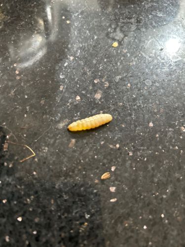 Indian Meal Moth Larva