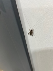 Cave Cricket / Camel Cricket