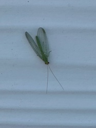 Green Lacewing