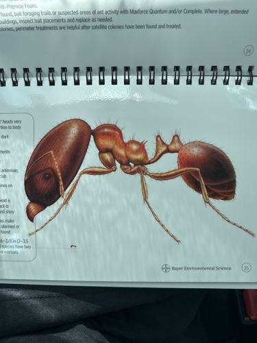 Carpenter Ant