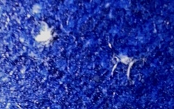 House Dust Mite