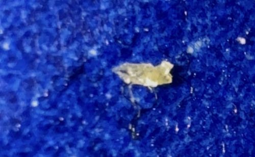 Aphid (likely a nymph or a shed exoskeleton)