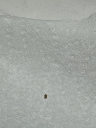 Carpet Beetle (larva)