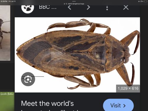 Giant Water Bug, Toe-Biter, Alligator Tick