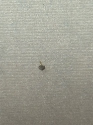 Household Casebearer, Plaster Bagworm, or Clothes Moth Larva