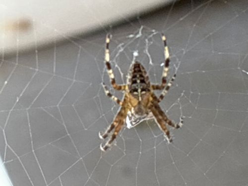 European Garden Spider, Cross Orbweaver