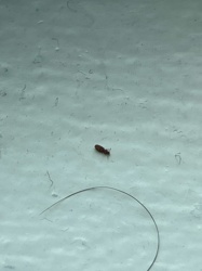 Sawtoothed Grain Beetle