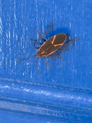 Boxelder Bug