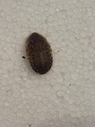 Woodlouse (or Pillbug/Sowbug)