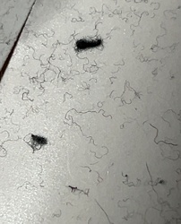 Case-bearing Clothes Moth (Larva)