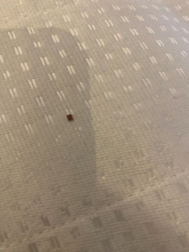 Bed Bug