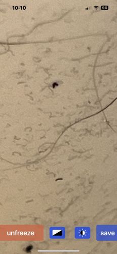 Fungus Gnat or Drain Fly Larva