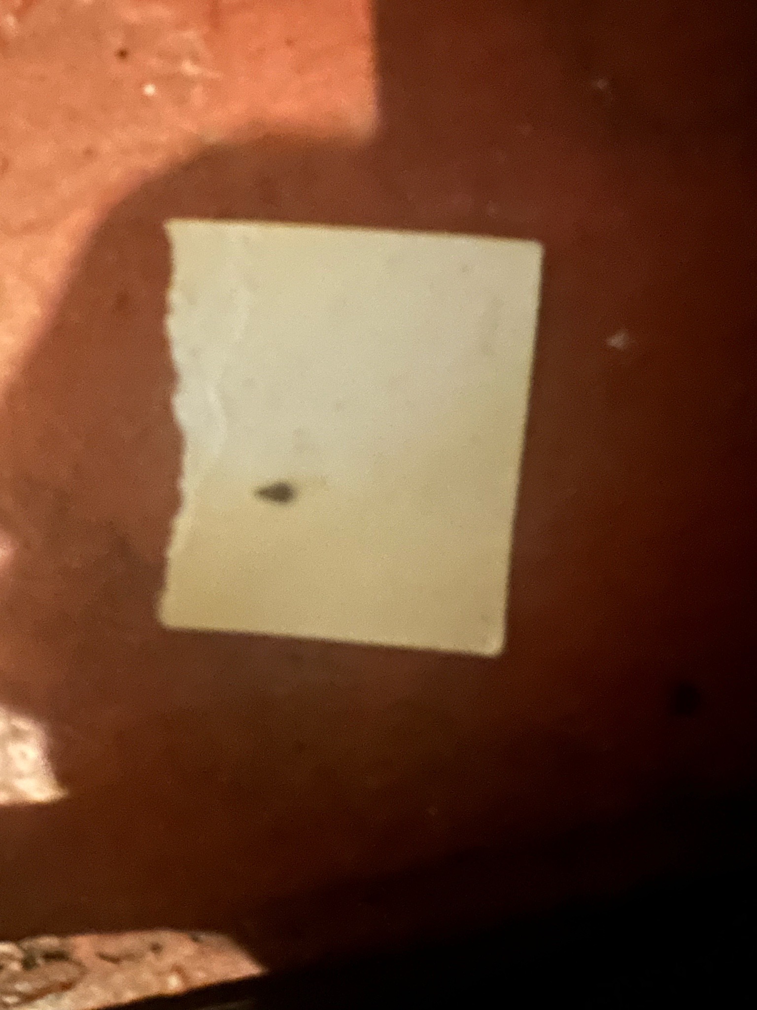 Human Head Louse