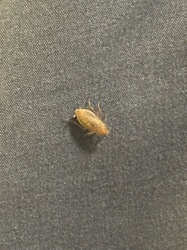 Carpet Beetle