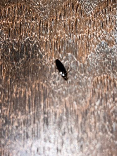 Click Beetle (appears to be a typical click beetle, though specific species can be hard to determine from this image alone)