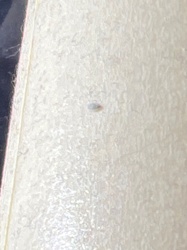 Booklouse (or Psocid)