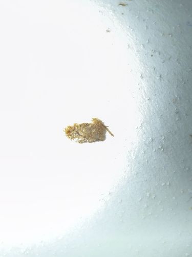 Green Lacewing Larva (Junk Bug)