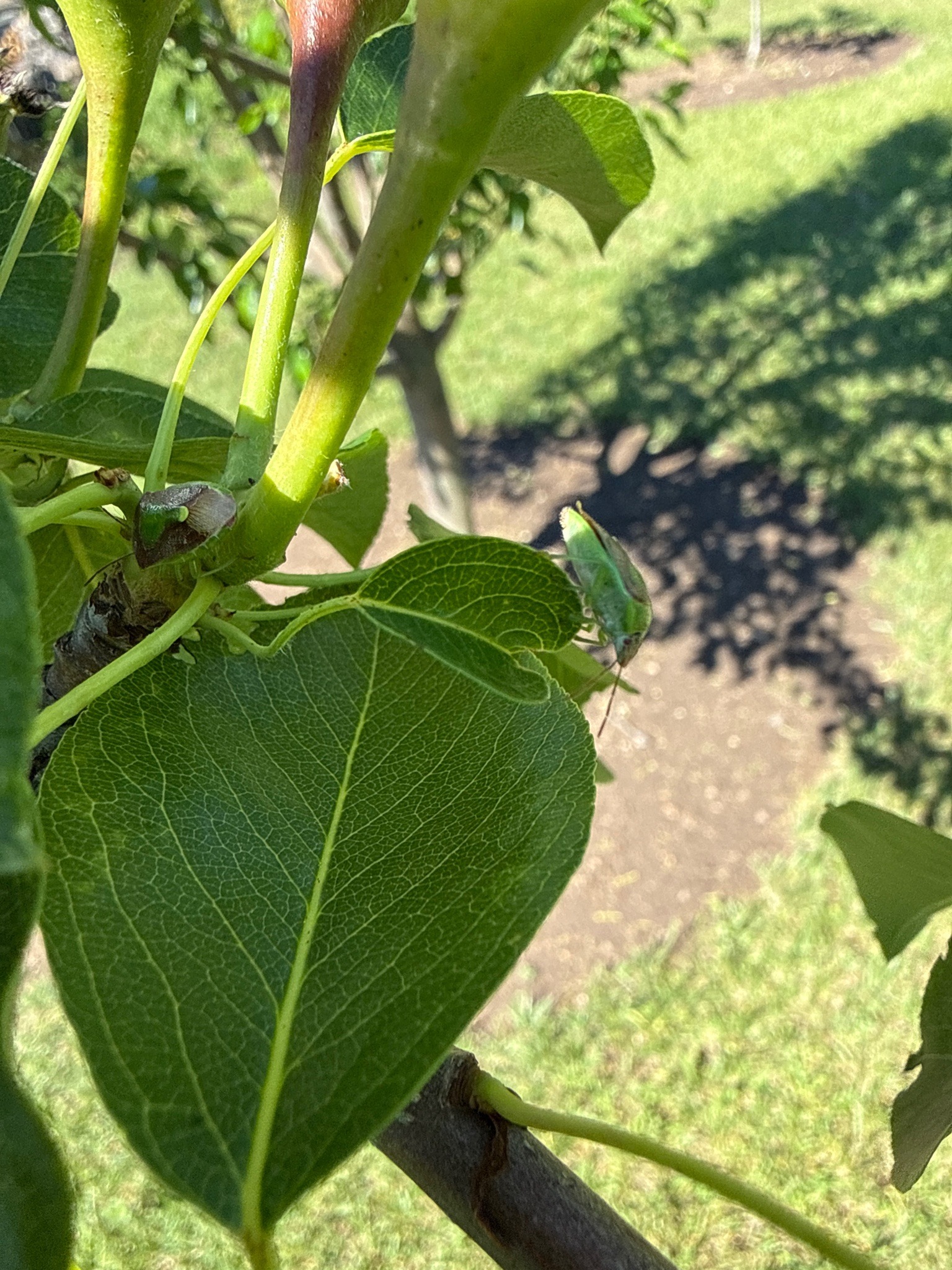 Green Stink Bug