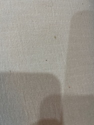 Carpet Beetle (likely Varied Carpet Beetle or Black Carpet Beetle)