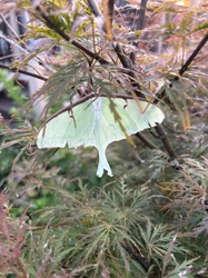 Luna Moth