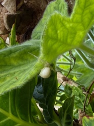 Flower Crab Spider