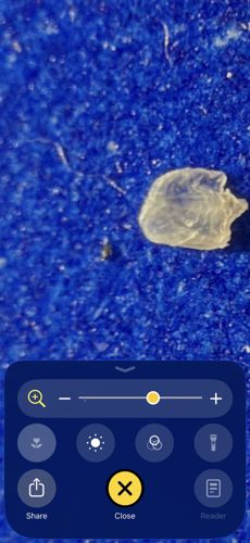 Bird Flea (specifically often identifying as an egg or translucent larva)