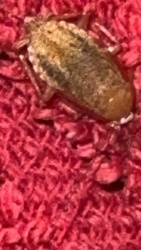 Planthopper (likely a nymph or a short-winged adult)