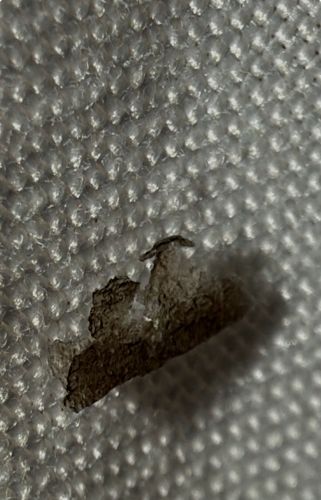 Plaster Bagworm (or Case-bearing Moth)