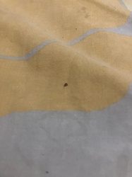 Carpet Beetle (likely Varied Carpet Beetle or Black Carpet Beetle larva)