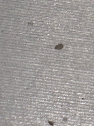 Bed Bug (Egg)