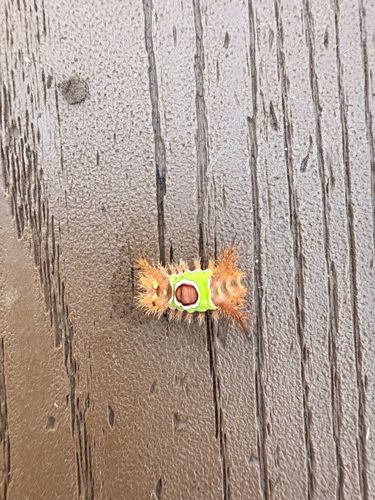 Saddleback Caterpillar