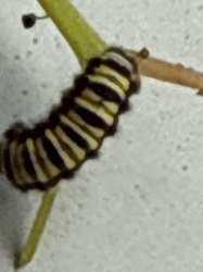 Monarch Caterpillar