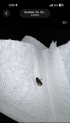 Cockroach nymph