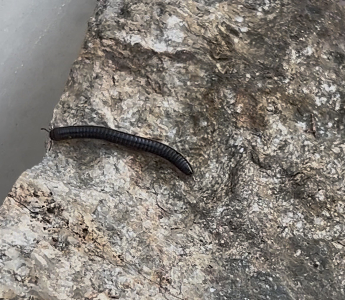 North American Millipede