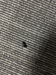 Carpet beetle (likely Black carpet beetle or a similar species)