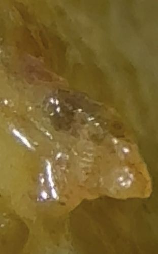 Unidentifiable due to image quality