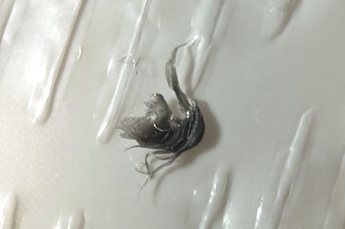 Hair Clump or Lint (Not a biological insect)