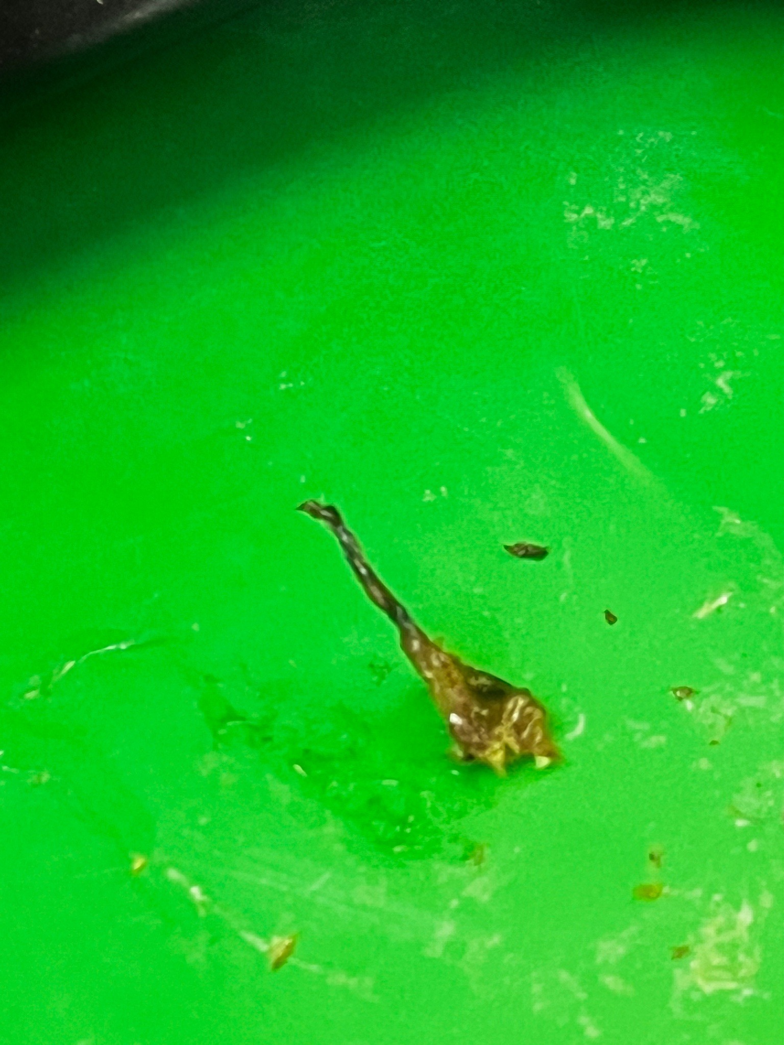 Rat-tailed Maggot