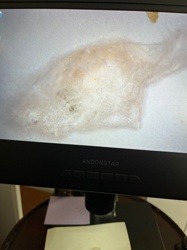 Webbing Clothes Moth Larva