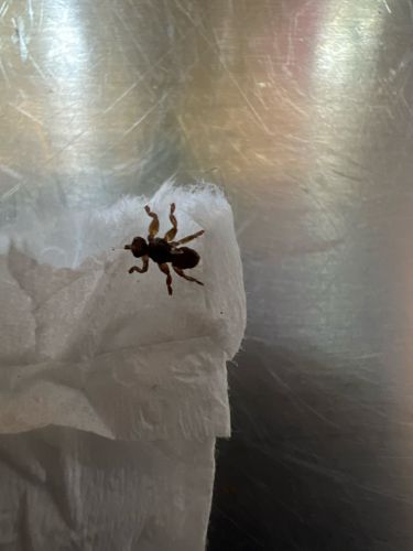 Velvet Ant (likely Dasymutilla occidentalis, the Eastern Velvet Ant or Cow Killer)