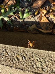Flower Crab Spider (likely a species of Misumena or Mecaphesa)