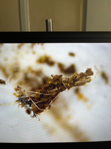 Household Casebearer, Plaster Bagworm