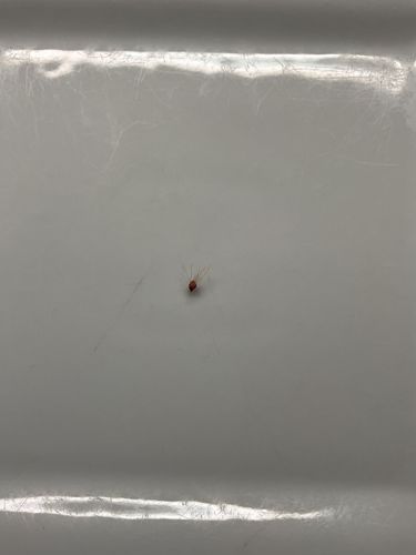 Spider Mite